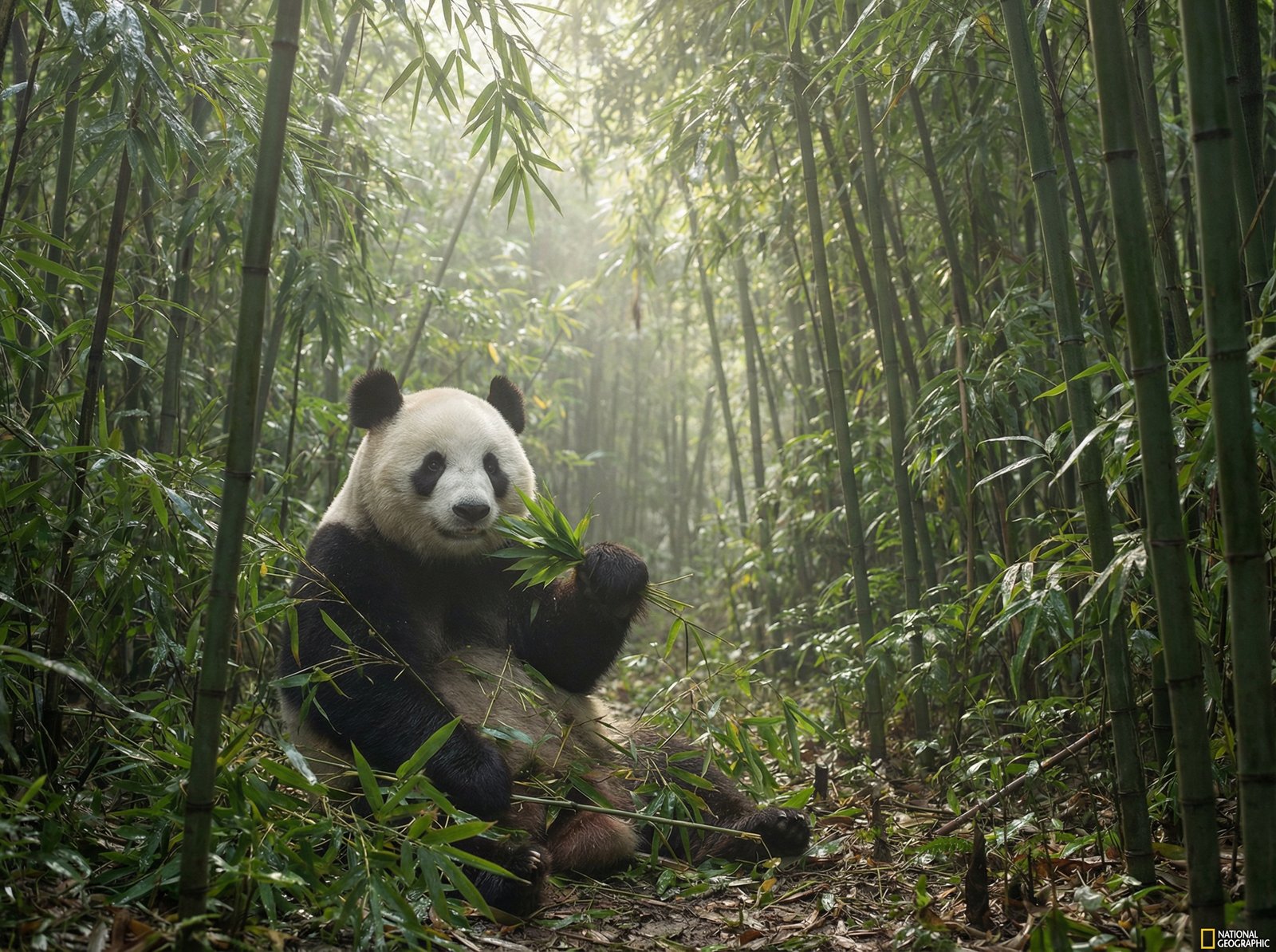 国产自拍熊猫与北极熊视频